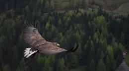 Peer review: A bird's eye view