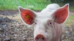 Decoding pig grunts using AI: A move towards animals’ mental wellbeing