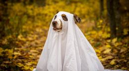 Anthropomorphism: Definition and uses in academic writing 