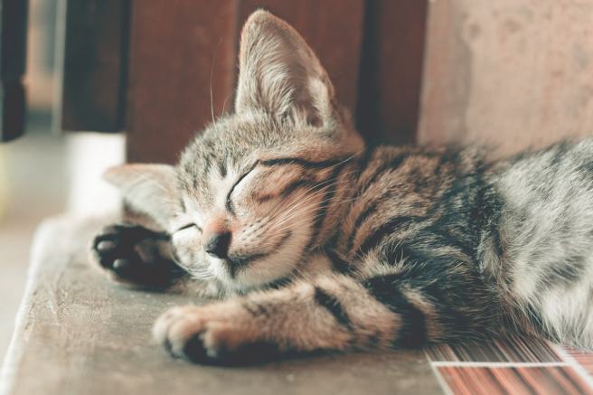 2017 Ig Nobel Prize honors cats' fluid dynamics, study on why old men have big ears, and more 2017 Ig Nobel Prize honors cats' fluid dynamics, study on why old men have big ears, and more