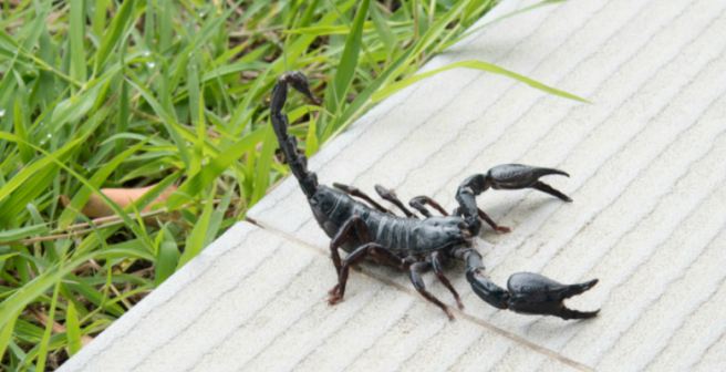 Arthropods - the new luxury good? Arthropods - the new luxury good?