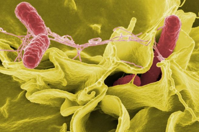 Newly discovered mechanism of gene regulation underlies bacterial virulence Newly discovered mechanism of gene regulation underlies bacterial virulence
