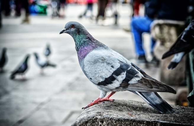 City birds smarter than their rural counterparts City birds smarter than their rural counterparts