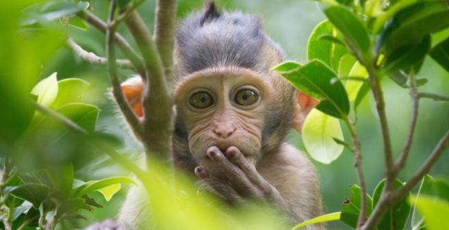 Drug saves monkeys infected with a deadly virus related to Ebola Drug saves monkeys infected with a deadly virus related to Ebola