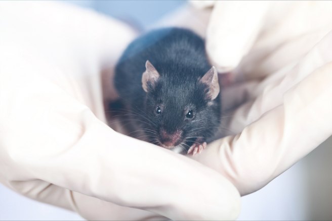Muscle recovery possible in elderly mice Muscle recovery possible in elderly mice