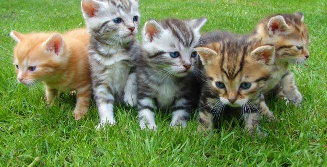 How animals detect and react to high temperatures How animals detect and react to high temperatures