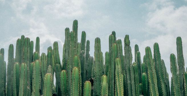 One-third of cactus species on the planet is vulnerable One-third of cactus species on the planet is vulnerable