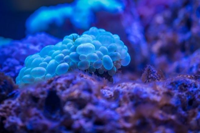 The threat of multidrug resistance: One step toward unraveling the rise of superbacteria The threat of multidrug resistance: One step toward unraveling the rise of superbacteria