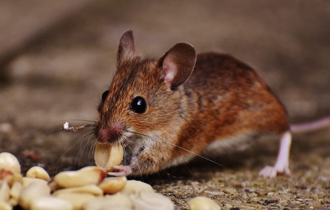 Researchers discover chemicals that regenerate damaged heart cells in mice Researchers discover chemicals that regenerate damaged heart cells in mice