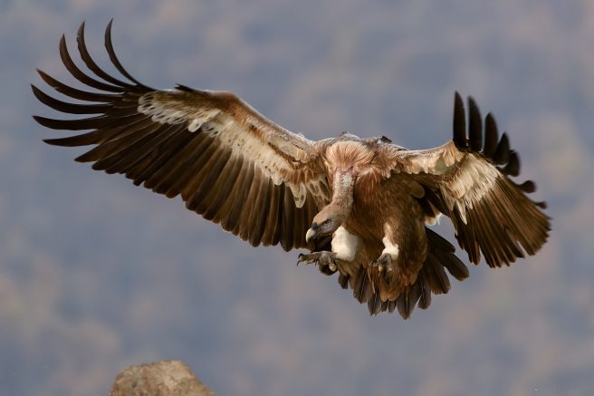 Suspected predatory publisher OMICS acquires Canadian publishing companies Suspected predatory publisher OMICS acquires Canadian publishing companies