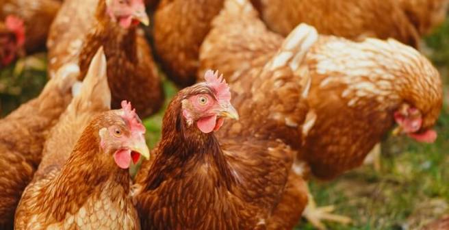 Bird influenza outbreaks remain a critical concern Bird influenza outbreaks remain a critical concern
